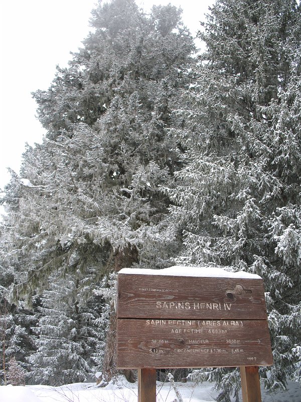 IMG_0123.JPG - à quelques centaines de mètres du chalet, des sapins vieux de 400 ans
