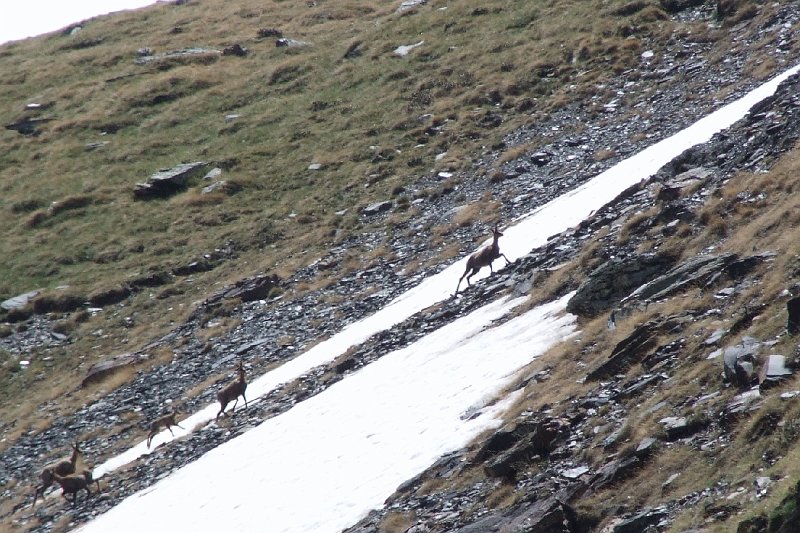 2008-07-07,13-06-48,izards.jpg