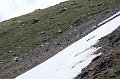2008-07-07,13-06-37,izards