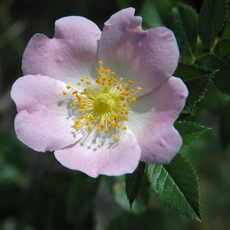 DSC_2875.JPG