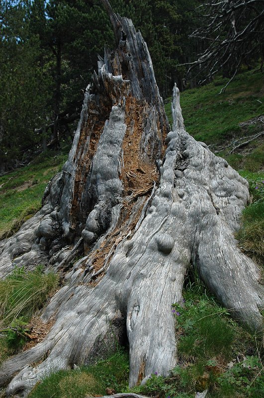 DSC_2919.JPG
