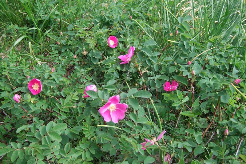 2008-07-10,09-43-40.jpg