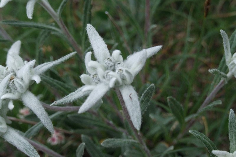 2008-07-10,17-35-20,edelweiss.jpg