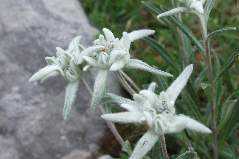 2008-07-10,17-37-24,edelweiss.jpg