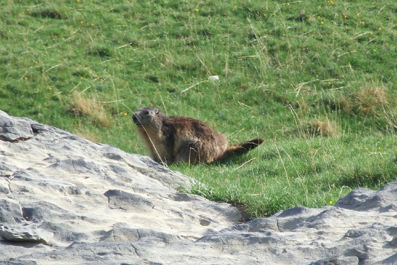 2008-07-10,19-20-50,marmotte.jpg