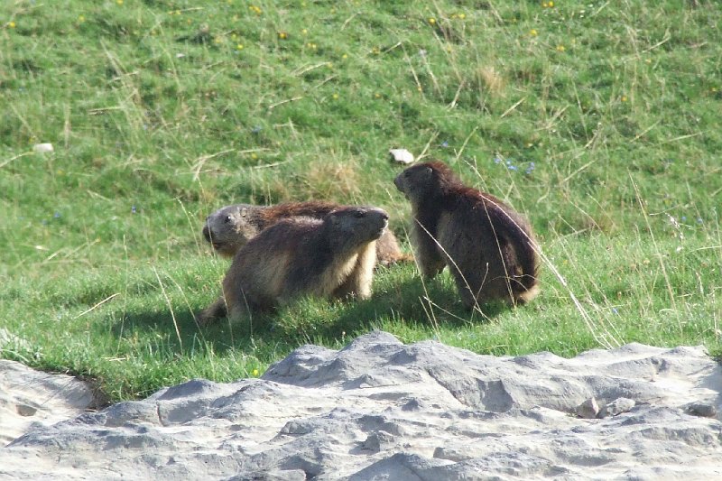 2008-07-10,19-20-54,marmottes.jpg