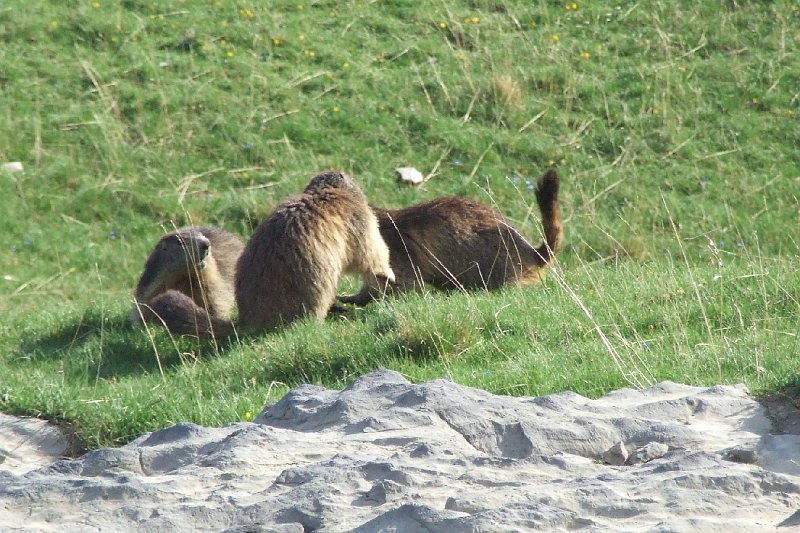 2008-07-10,19-20-58,marmottes.jpg