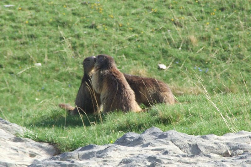 2008-07-10,19-20-59,marmottes.jpg