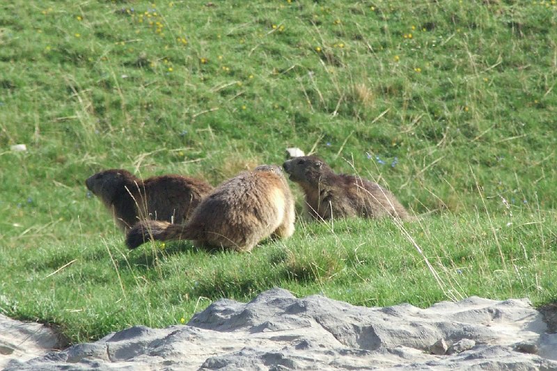 2008-07-10,19-21-04,marmottes.jpg