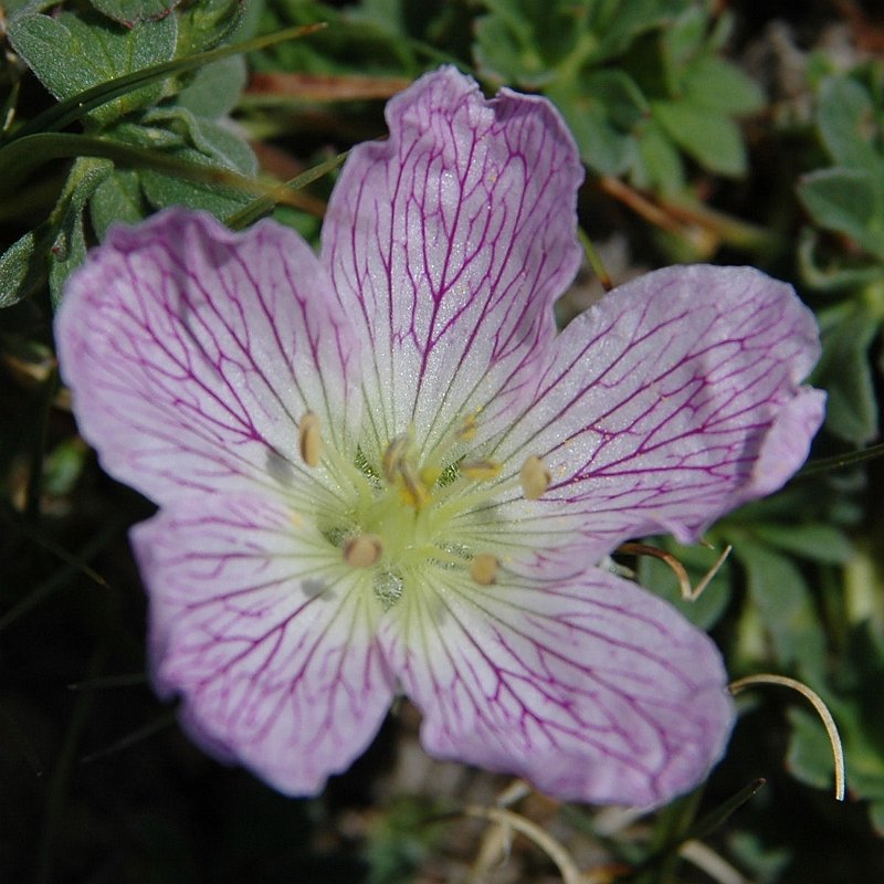DSC_2950.JPG