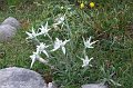 2008-07-10,17-34-53,edelweiss