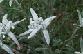 2008-07-10,17-35-20,edelweiss