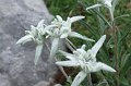 2008-07-10,17-37-24,edelweiss