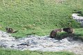 2008-07-10,19-20-43,marmottes