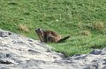 2008-07-10,19-20-50,marmotte