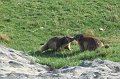 2008-07-10,19-20-52,marmottes