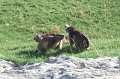 2008-07-10,19-20-54,marmottes