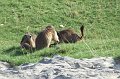 2008-07-10,19-20-58,marmottes