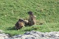 2008-07-10,19-21-02,marmottes