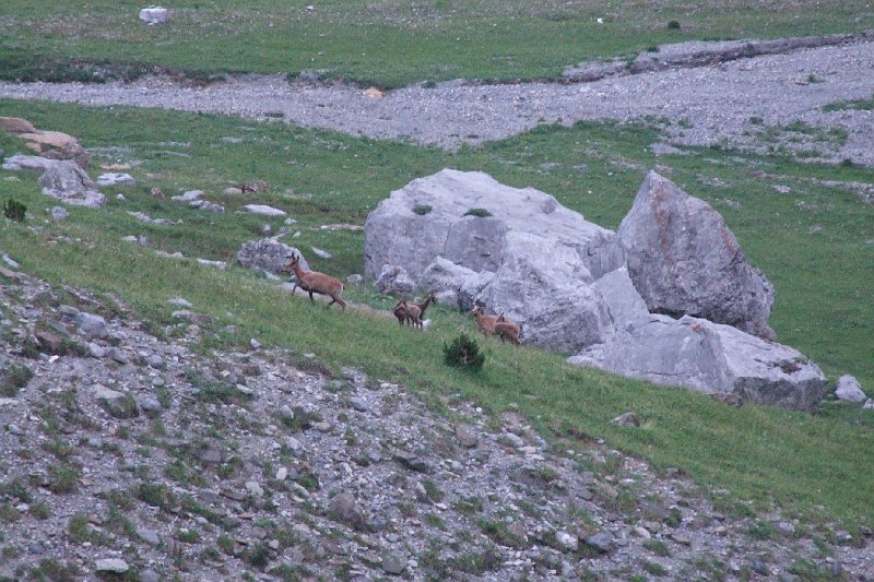 2008-07-11,07-08-22,izards.jpg