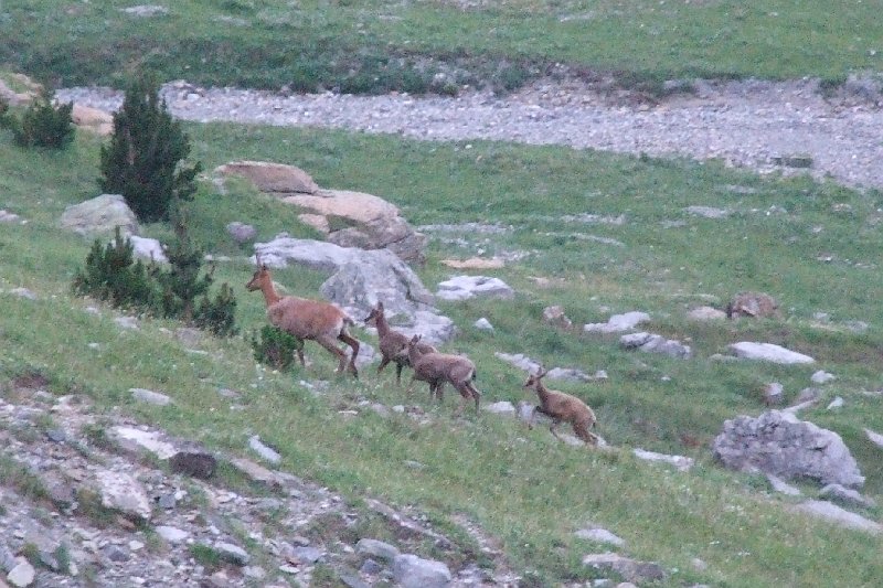 2008-07-11,07-08-30,izards.jpg
