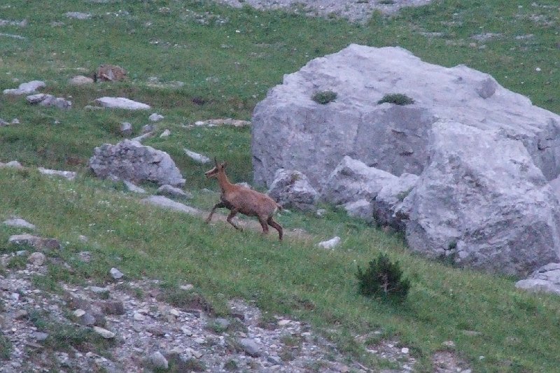 2008-07-11,07-08-45,izard.jpg