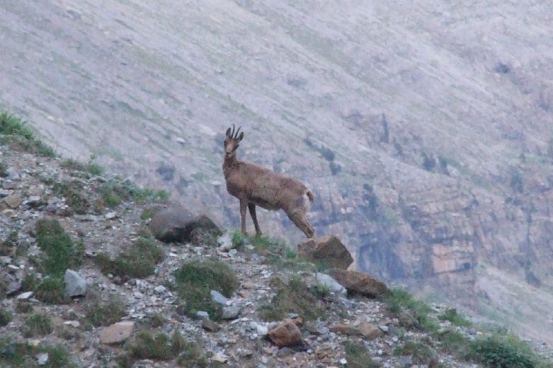 2008-07-11,07-11-01,izard.jpg