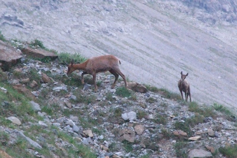 2008-07-11,07-11-05,izards.jpg