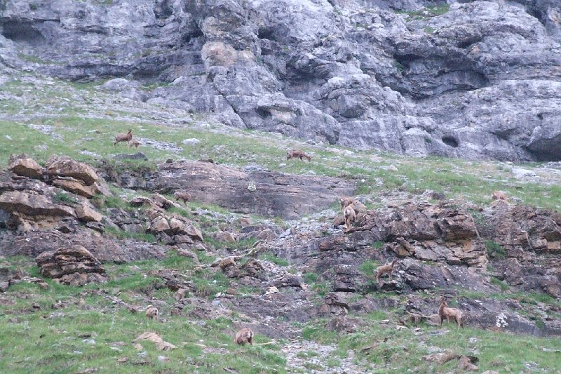 2008-07-11,07-14-27,izards.jpg