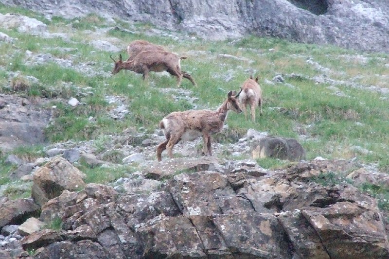 2008-07-11,07-15-02,izards.jpg