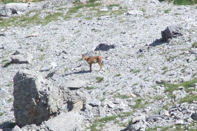 2008-07-11,16-43-13,izard.jpg