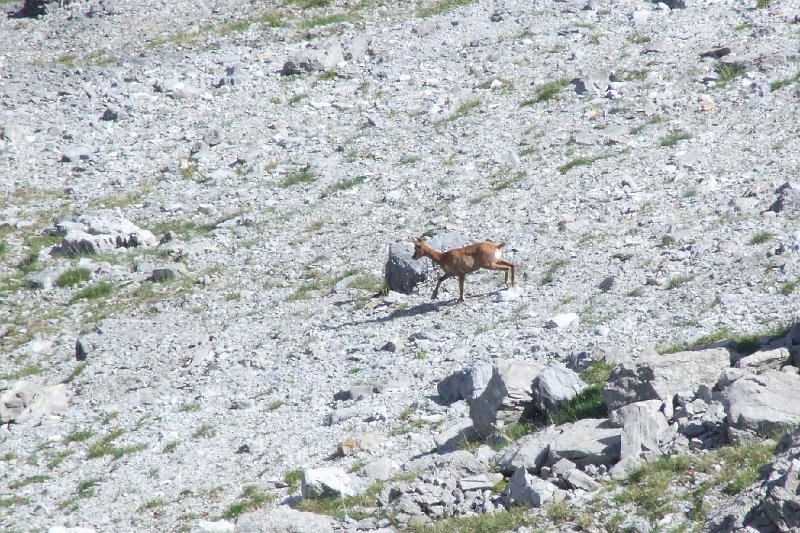 2008-07-11,16-43-22,izard.jpg