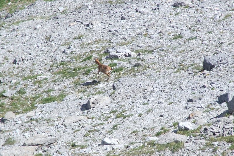 2008-07-11,16-43-26,izard.jpg