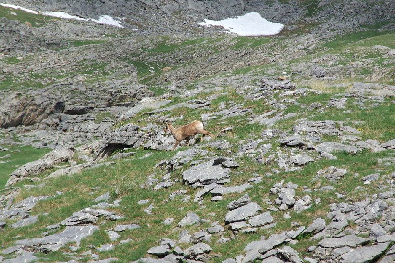 2008-07-11,17-38-12,izard.jpg