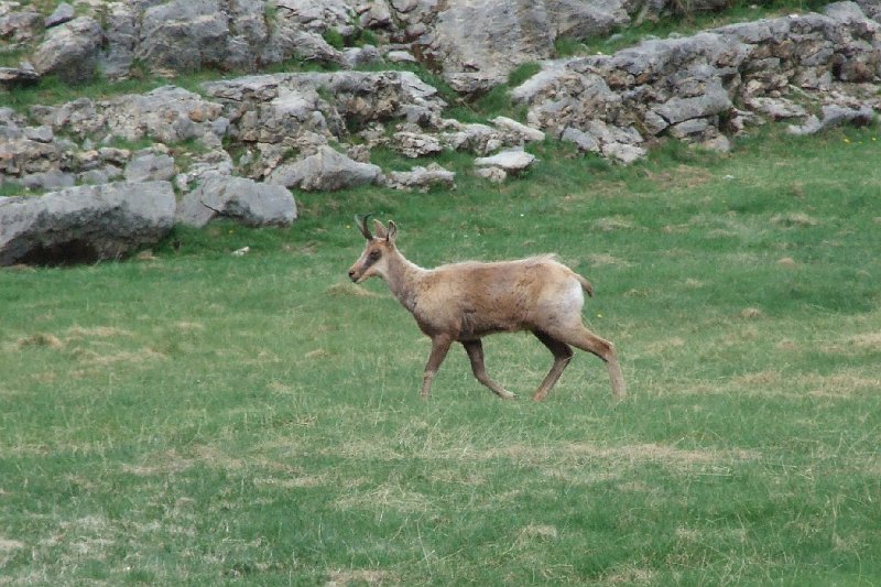 2008-07-11,17-38-44,izard.jpg