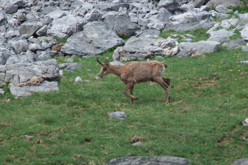 2008-07-11,17-40-20,izard.jpg