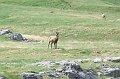 2008-07-11,17-33-33,izards