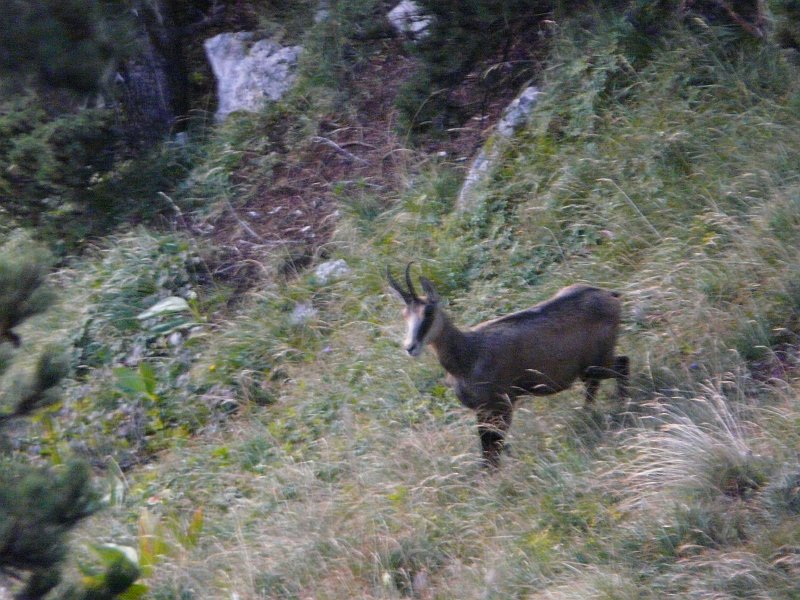 P1030522.JPG - un chamois déboule dans les pentes