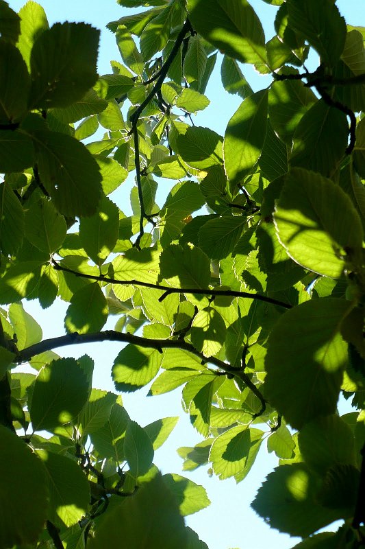 P1050138.jpg