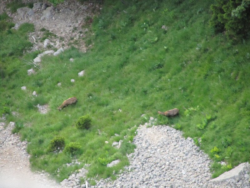 IMG_1712.JPG - des chamois !