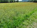 IMG_0658